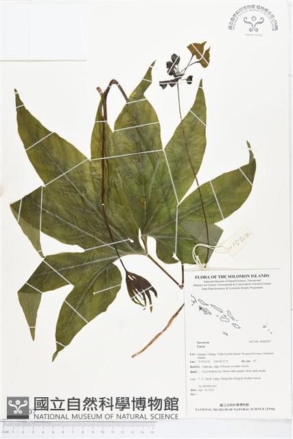 登錄號:BS02507藏品圖，第1張