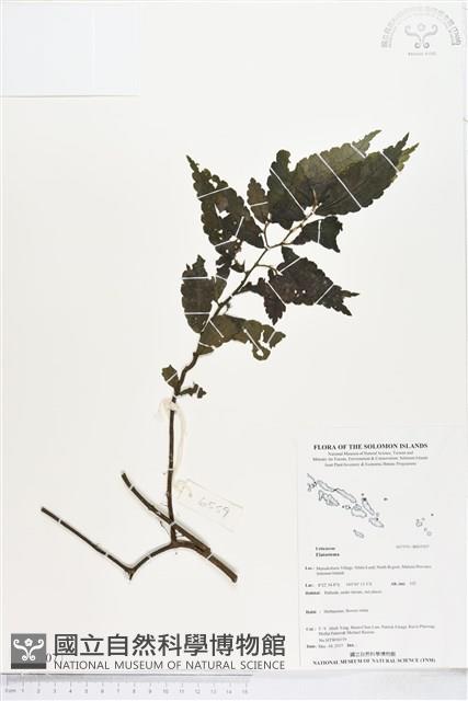 登錄號:BS05507藏品圖，第1張