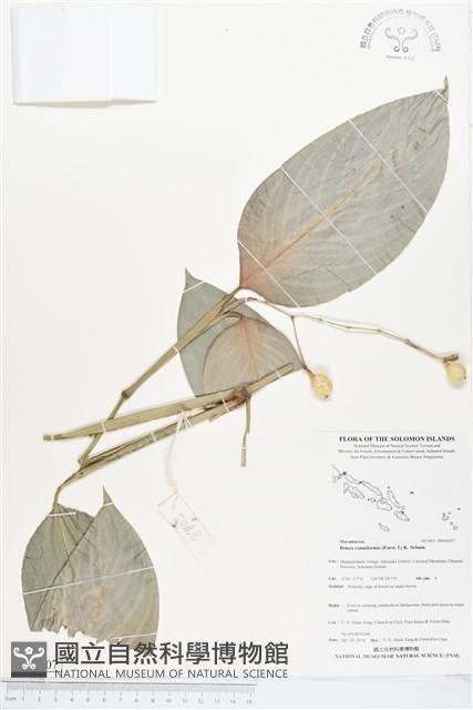 蘭嶼竹芋藏品圖，第1張