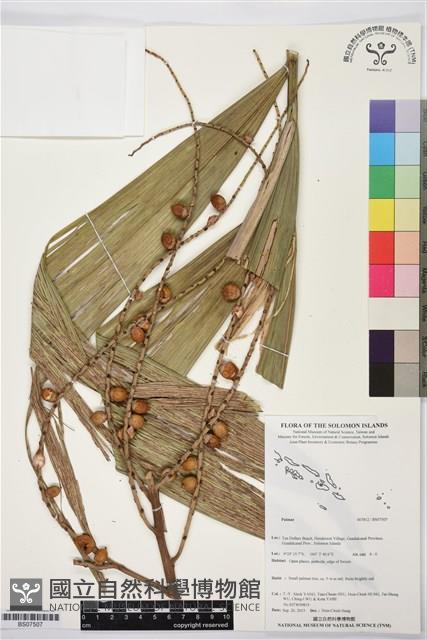 Accession Number:BS07507 Collection Image