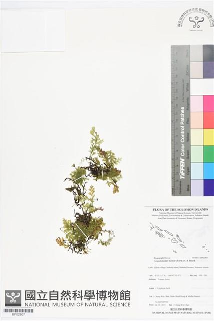 厚邊蕨藏品圖，第1張