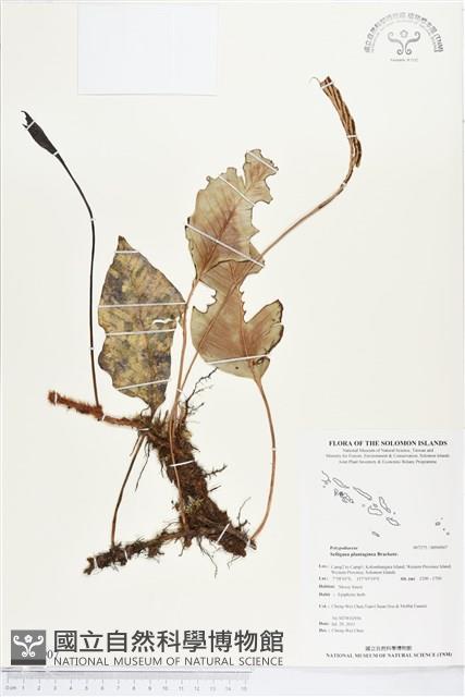 登錄號:BP00907藏品圖，第1張