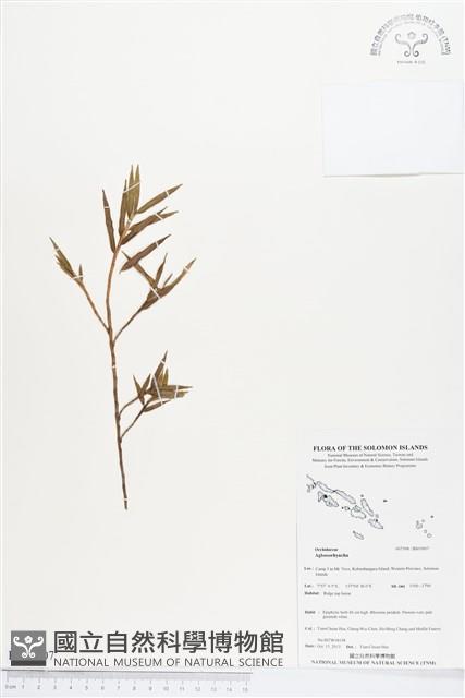 登錄號:BS03907藏品圖，第1張