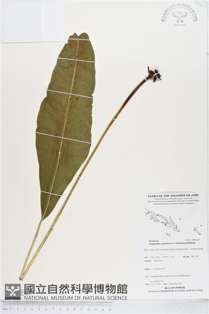 登錄號:BP02307藏品圖，第1張