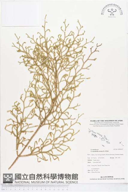 過山龍藏品圖，第1張