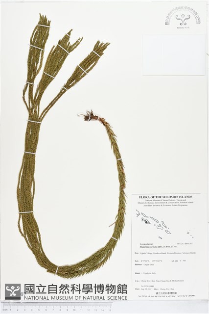 覆葉石松、覆葉馬尾杉藏品圖，第1張