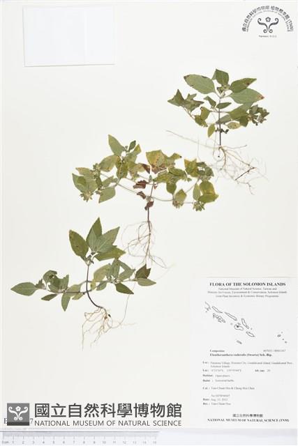 離藥金腰箭藏品圖，第1張