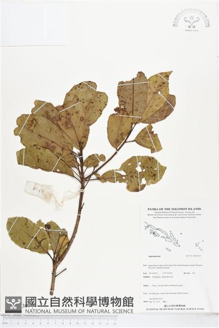 登錄號:BS05307藏品圖，第1張