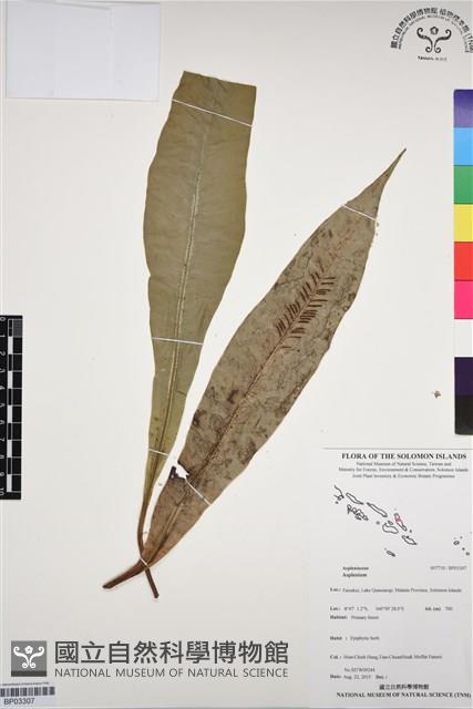 登錄號:BP03307藏品圖，第1張