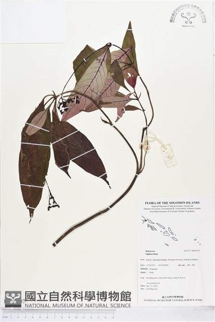 登錄號:BS03307藏品圖，第1張