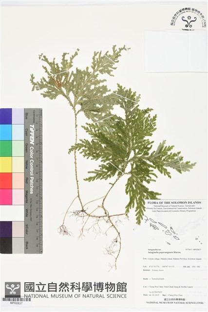 登錄號:BP02837藏品圖，第1張