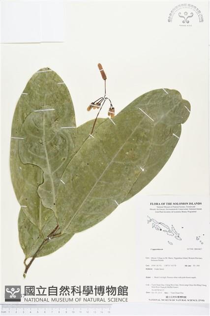 登錄號:BS03837藏品圖，第1張