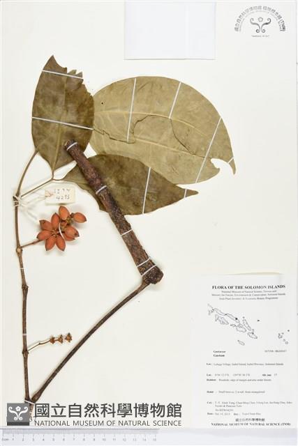 登錄號:BG00037藏品圖，第1張