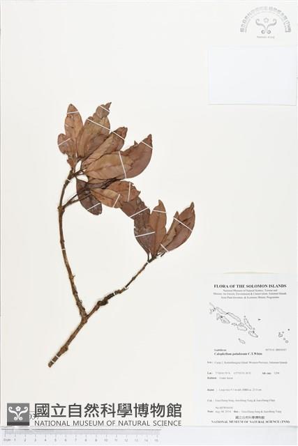 登錄號:BS05037藏品圖，第1張