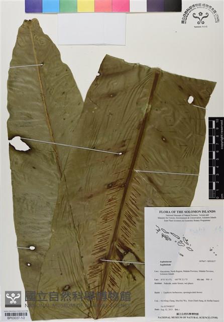 登錄號:BP03037藏品圖，第1張