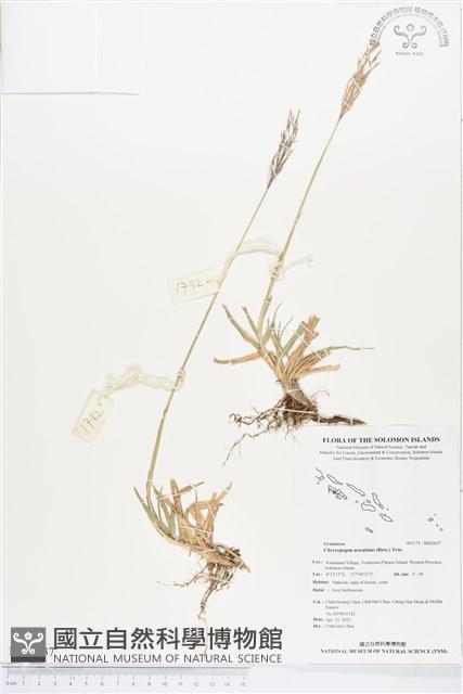 竹節草藏品圖，第1張