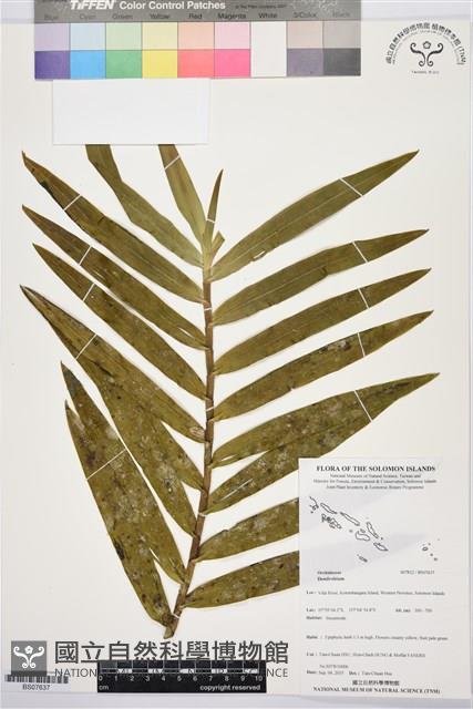 登錄號:BS07637藏品圖，第1張