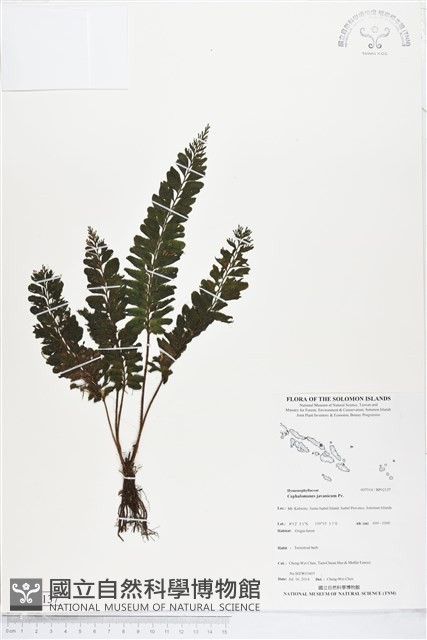 菲律賓厚葉蕨藏品圖，第1張