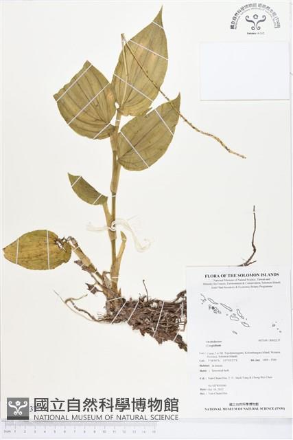 登錄號:BS02137藏品圖，第1張