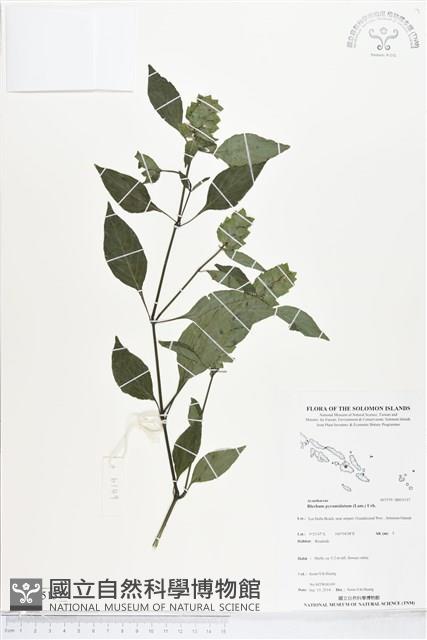 賽山藍藏品圖，第1張