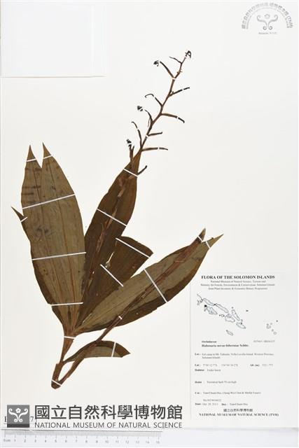 登錄號:BS04137藏品圖，第1張