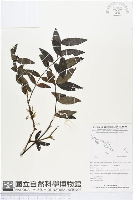 登錄號:BS03137藏品圖，第1張