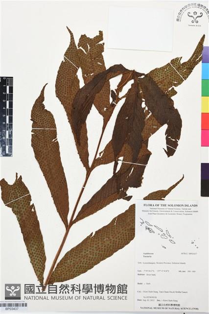 登錄號:BP03437藏品圖，第1張