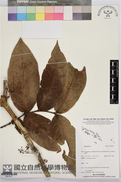 登錄號:BS07437藏品圖，第1張