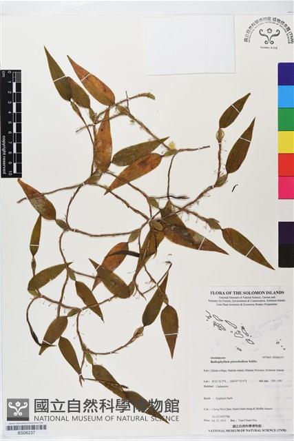 登錄號:BS06237藏品圖，第1張