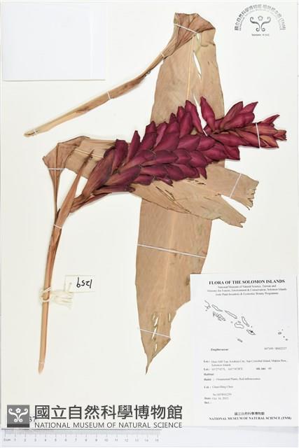 登錄號:BS02237藏品圖，第1張