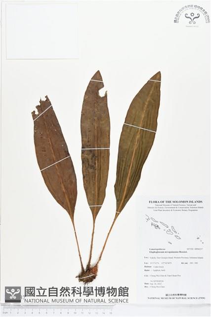 登錄號:BP00237藏品圖，第1張