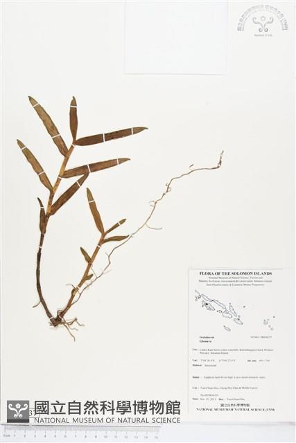 登錄號:BS04237藏品圖，第1張