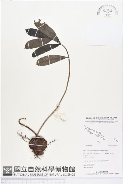 登錄號:BS03237藏品圖，第1張