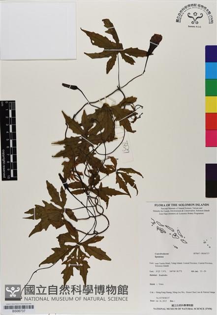 登錄號:BS06737藏品圖，第1張