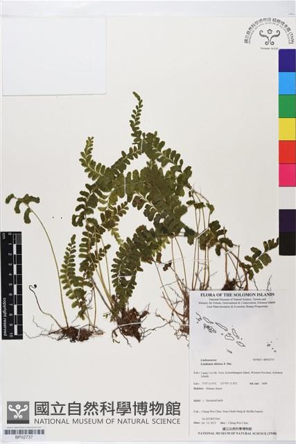 鈍齒鱗始蕨藏品圖，第1張