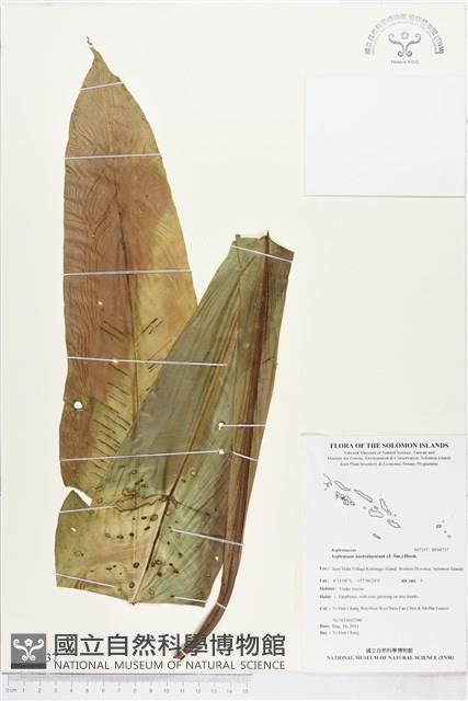 南洋山蘇花藏品圖，第1張