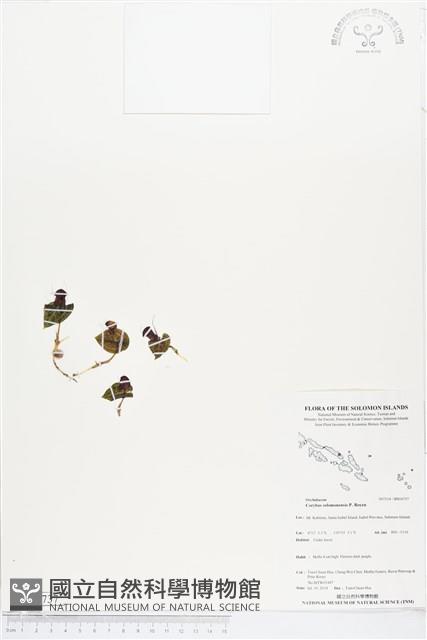 登錄號:BS04737藏品圖，第1張