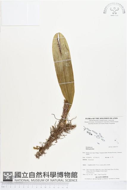 登錄號:BS03737藏品圖，第1張