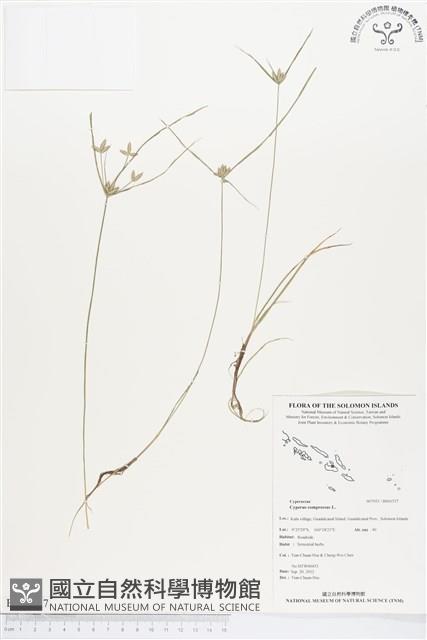 莎田草、扁穗莎草藏品圖，第1張