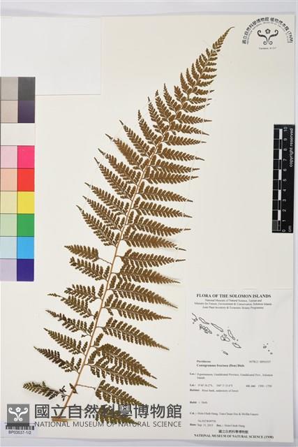 登錄號:BP03537藏品圖，第1張