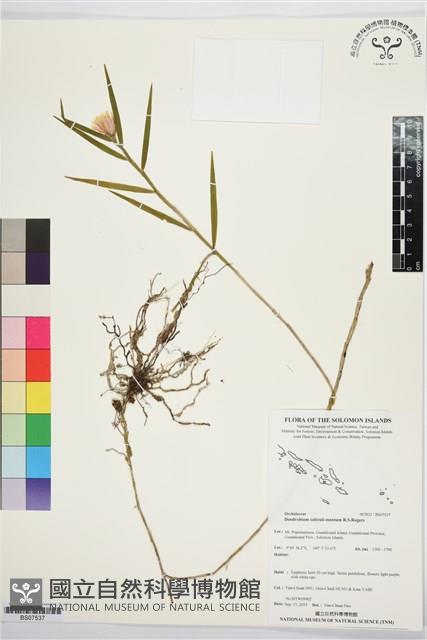 登錄號:BS07537藏品圖，第1張