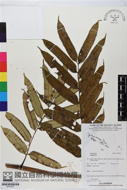 登錄號:BP02937藏品圖，第1張