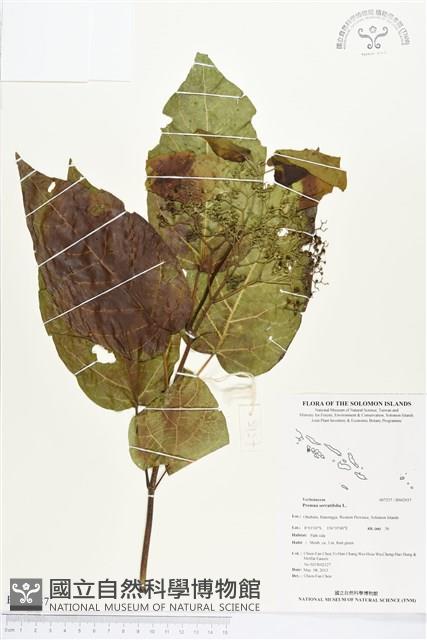 臭娘子藏品圖，第1張