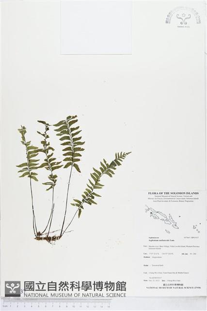 單邊鐵角蕨藏品圖，第1張