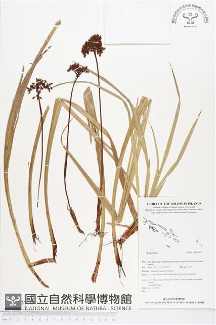 登錄號:BS01937藏品圖，第1張