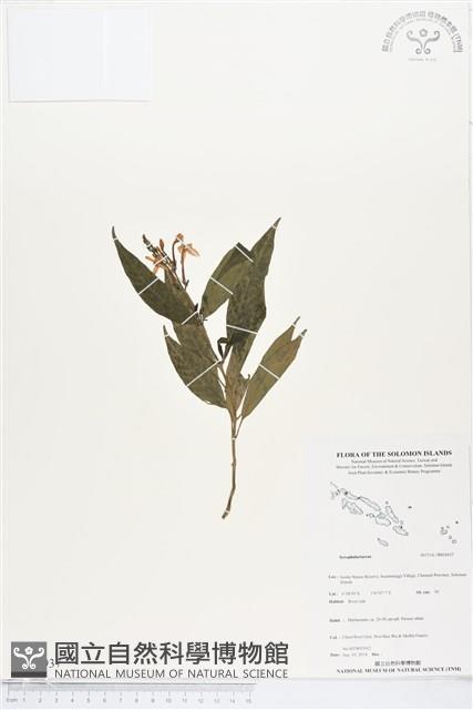 登錄號:BS04937藏品圖，第1張