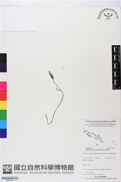 小鬼蘭藏品圖，第1張
