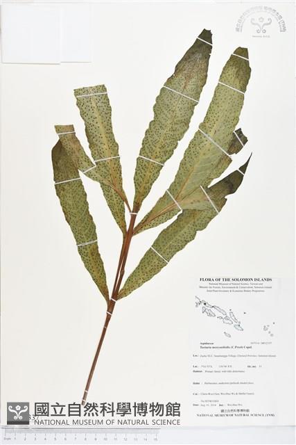 登錄號:BP02337藏品圖，第1張