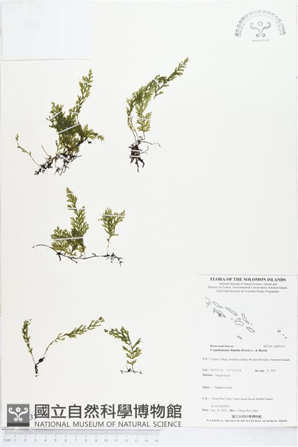 厚邊蕨藏品圖，第1張