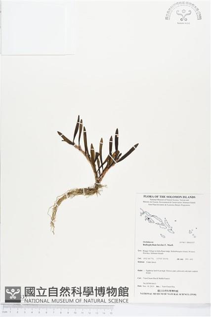 登錄號:BS04337藏品圖，第1張